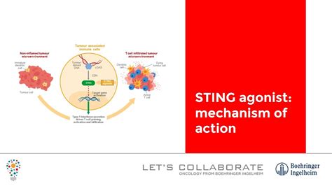 Sting Agonist Mechanism Of Action Youtube