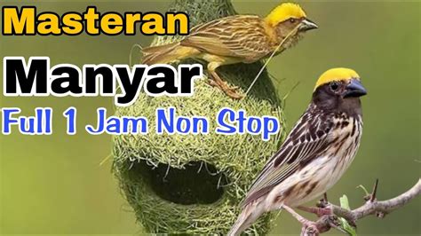 Masteran Manyar Full Jam Non Stop Rmbfchannel Youtube