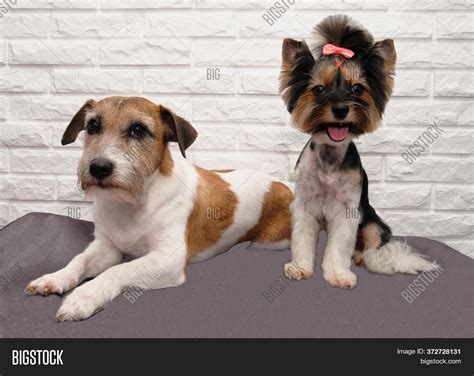 Yorkshire Terrier Jack Image And Photo Free Trial Bigstock