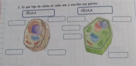 Di Qu Tipo De C Lula Es Cada Una Y Escribe Sus Partes C Lula