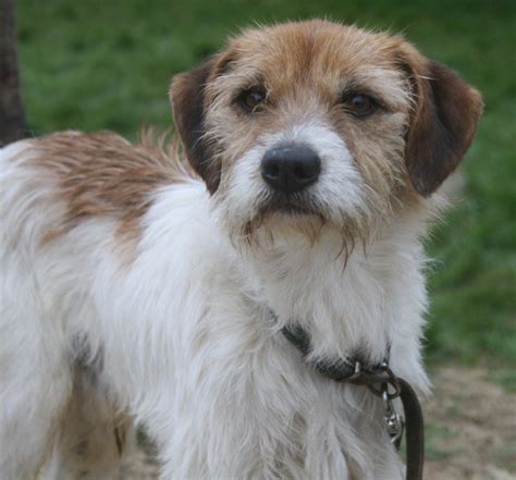 KARTHUS croisé Griffon 2 ans SPA DE CHAMARANDE 91