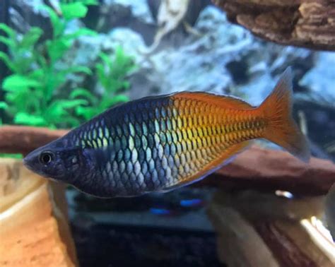 Boesemani Rainbowfish Melanotaenia Boesemani Imperial Tropicals