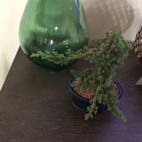 Japanese Dwarf Juniper Bonsai Tree Great T Etsy