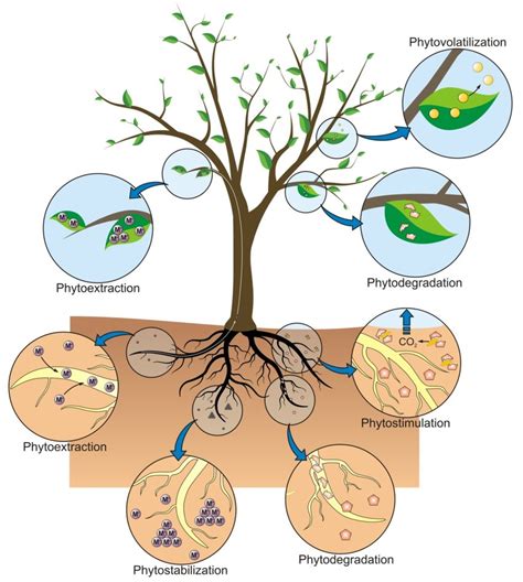 1 Schematic Representation Of Various Phytoremediation Strategies Images And Photos Finder