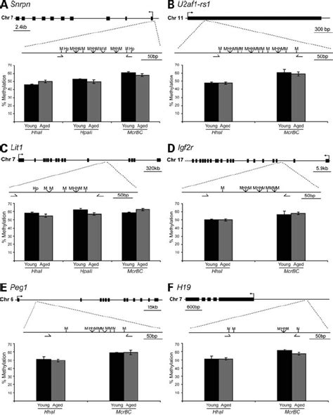 Quantitative Dna Methylation Analysis In Dmrs Of Imprinted Genes In