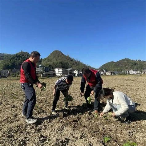 甘龙镇：田间新气象，油菜种植忙 群众 土地 服务