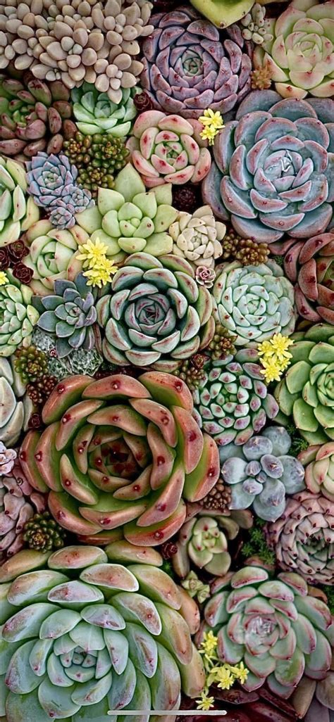 Aggregate More Than 83 Succulent Wallpaper Phone Songngunhatanh Edu Vn