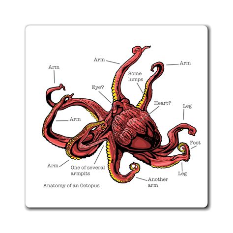 Anatomy of an Octopus Magnet - Etsy