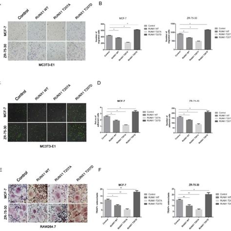 Phosphorylation Of Runx1 At T207 Influences The Interaction Of Breast