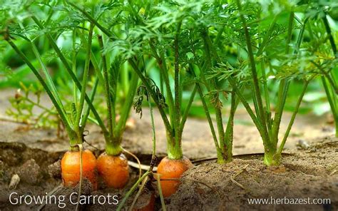 Growing Carrots At Home How To Plant Carrots Growing Carrots Flower