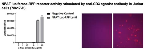 Nfat Luciferase Rfp Reporter Lentivirus Bps Bioscience Biomol