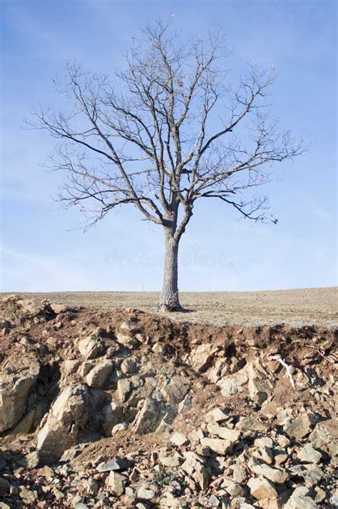 Naked Tree On Dry Land Stock Photo Image Of Nature Organic