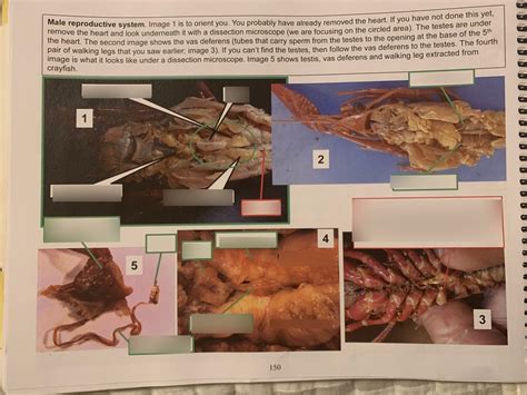 Male Reproductive System Of Crayfish Diagram Quizlet