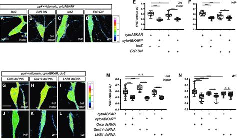 AMPK Activity Is Regulated By Ecdysone And LKB1 At The Onset Of The