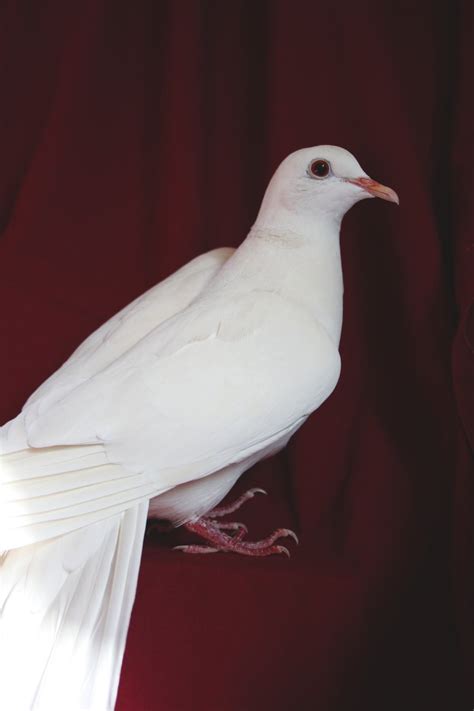 White Dove Photos, Download The BEST Free White Dove Stock Photos & HD ...