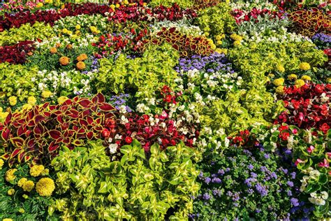 Colorful flower bed with blooming flowers. 46184214 Stock Photo at Vecteezy