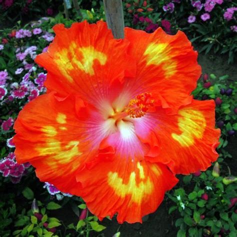 10 Dinnerplate Hibiscus Red Hot Perennial Flower Seed Easy To Grow Huge 10 12 Inch Flowers