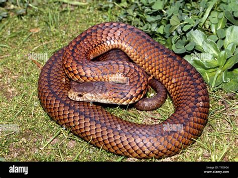 Lowland Copperhead | NatureRules1 Wiki | Fandom