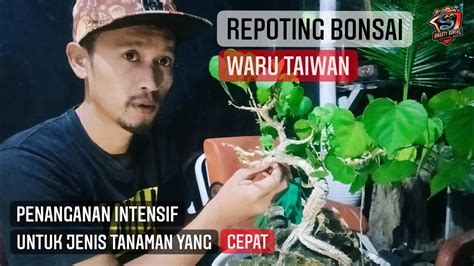 Ganti Pot Repoting Bonsai Waru Taiwan YouTube