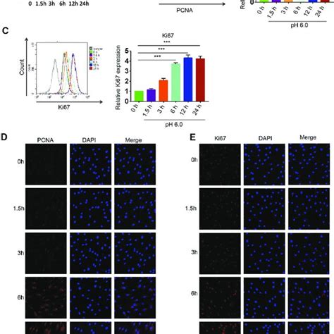 Effect Of Acidification On Proliferation Of Rasfs A Cell Counting