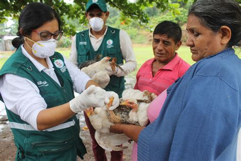 Senasa vacuna más de tres mil aves en comunidades nativas para prevenir