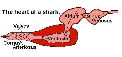 Cartilaginous Fish Heart Chambers : fish&heart - Learn about cartilaginous fish, which is the ...