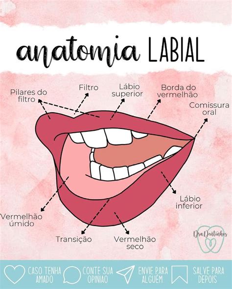 Dra Dentinhos On Instagram ANATOMIA LABIAL Dradentinhos