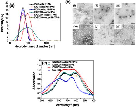 A Dls Particle Size Distribution Profiles Of Nanoparticles In Aqueous