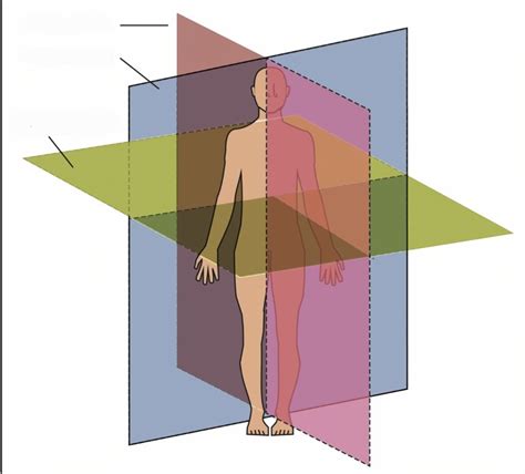 Terminology And Body Planes Diagram Quizlet