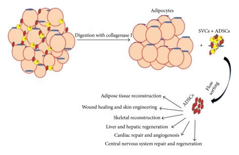 Schematic Diagram For ADSCs Isolation From Adipose Tissue And Several