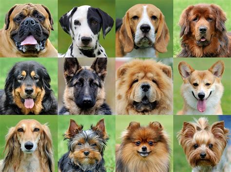 How Many Dogs Are In The World 2023 Medium