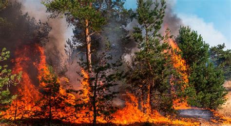 Conafor Reporta 80 Incendios Forestales Activos En México