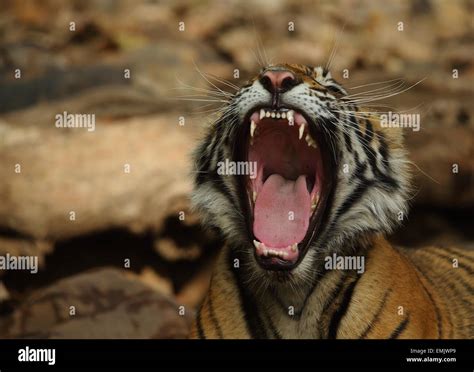 Royal Bengal Tiger Portrait In Ranthambhore National Park Stock Photo