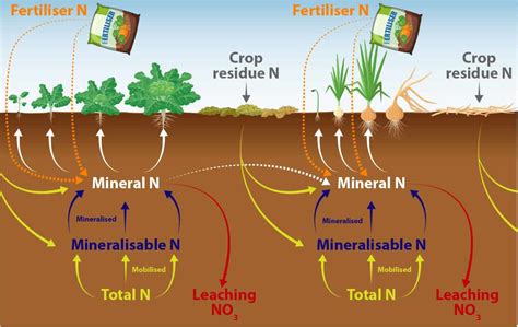 Nitrogen Infographic Final Potatoes New Zealand