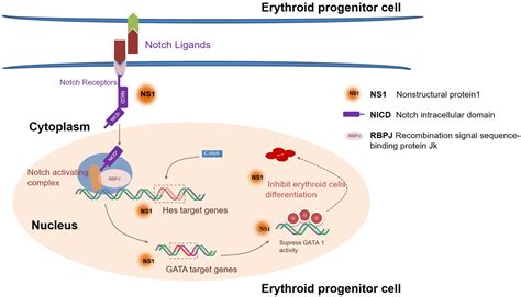 Human Parvovirus B Nonstructural Protein Regulates Gata Expression