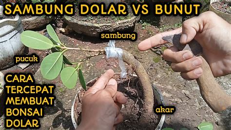 Cara Cepat Membuat Bonsai Beringin Dolar Sambung Dolar Dengan Bunut