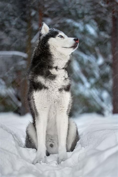 Siberian Husky Vs Wolf