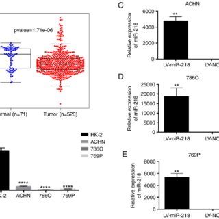 Mir Is Downregulated In Rcc Tissues And Cells A Mir