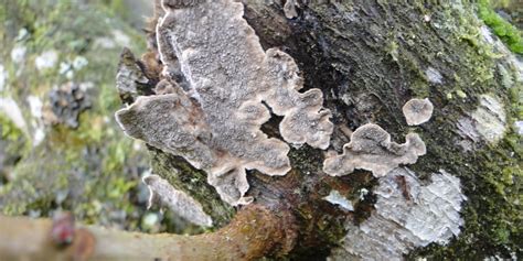 Comment Traiter Les Champignons Sur Des Arbres Fruitiers