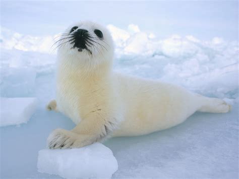 Harp Seal