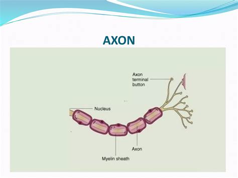 Structure of Neuron | PPT