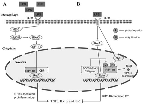 Transcriptional Co Regulator Rip An Important Mediator Of The