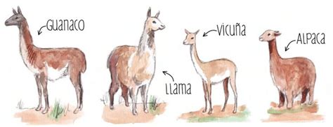 Llama Vs Alpaca Yahoo Image Search Results