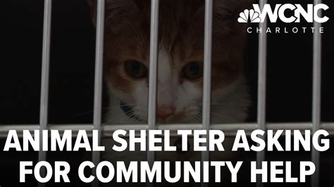 Charlotte Animal Shelter Pleads For Community To Help