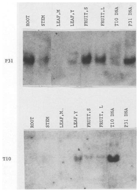 Northern Blot Hybridization Of Rna From Different Plant Organs To Cdna