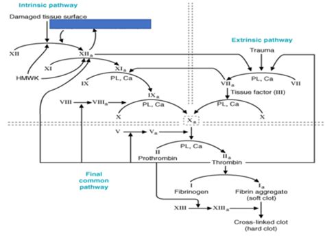 Coagulation Cascade Flashcards Quizlet