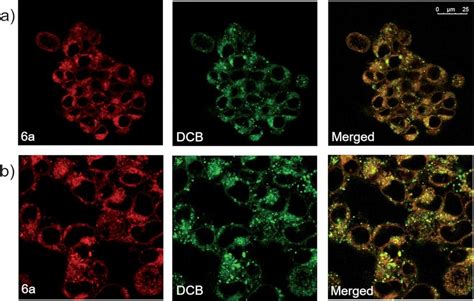 (a) Confocal fluorescence microscopic images of HEK 293T cells... | Download Scientific Diagram