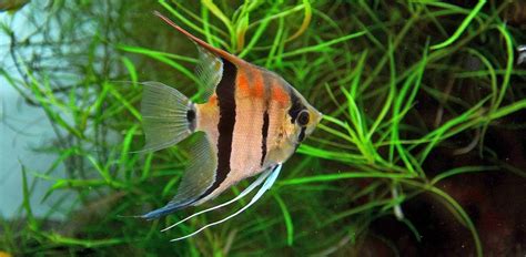 Freshwater Angelfish: Characteristics, Diet, Facts & More [Fact Sheet]