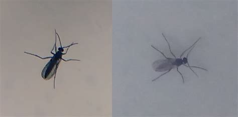 species identification - Small flying insects gathering around the pot ...