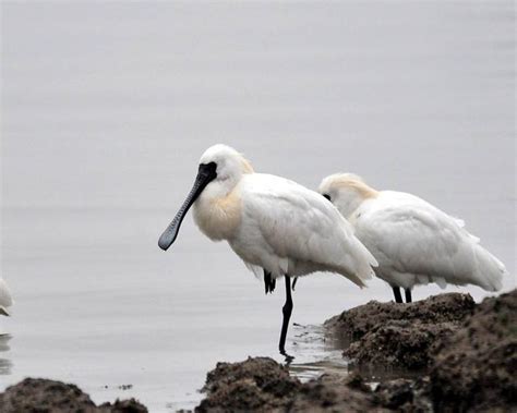 動物圖集：黑臉琵鷺 每日頭條